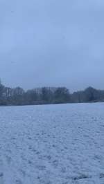 Hundeauslaufgebiet-Hundewiese-Bild