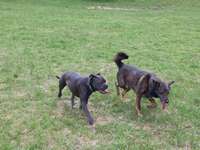 Hundeauslaufgebiet-Hundefreilaufplatz Bad Bevensen-Bild