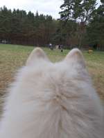 Hundeauslaufgebiet-Hundefreilaufplatz Bad Bevensen-Bild