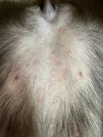 Rote Punkte am Bauch-Beitrag-Bild