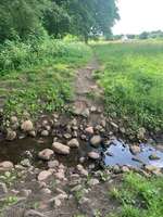 Hundeauslaufgebiet-Wiese Brandfurt-Bild