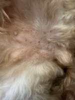 Hautveränderung/ Pigmentstörung-Beitrag-Bild