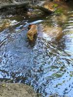 Hundeauslaufgebiet-Steinbruch, Grube7-Bild