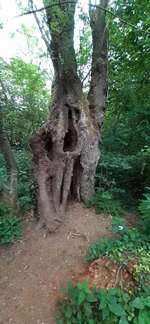 Hundeauslaufgebiet-Steinbruch, Grube7-Bild