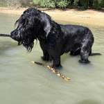 Hundestrand-Silbersee 3 Hausdülmen-Bild