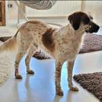 Hund hat wieder zugenommen-Beitrag-Bild