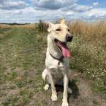 Suchmeldung-Mischling-Bild
