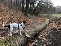 Hundeauslaufgebiet-Freitaler Burgwartsberg-Bild