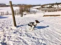 Hundeauslaufgebiet-Freitaler Burgwartsberg-Bild