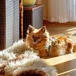 Ersteller:in Ina Profilbild