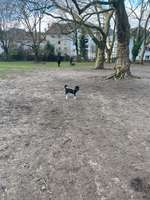Hundeauslaufgebiet-Henriettenstraße-Bild