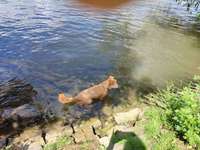 Hundeauslaufgebiet-Zellerau Mainwiesen-Bild