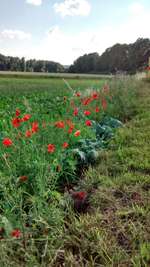 Hundeauslaufgebiet-Hundestrand Löhne-Bild