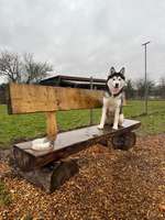 Hundeauslaufgebiet-Hundewiese Bertelsdorf-Bild