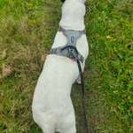 Tierarzt beurteilt meine Hundin als adipös- wie seht ihr das?-Beitrag-Bild