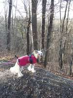 Hundeauslaufgebiet-Waldgebiet Knittelholz-Bild