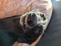 Warum ich meinem Hund täglich die Zähne putze- und warum ihr das auch tun solltet-Beitrag-Bild