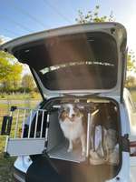 Foto Challenge Thema "Hunde im Auto"-Beitrag-Bild