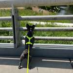 Hundeauslaufgebiet-Hundestrand Löhne-Bild