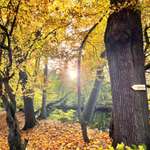 Hundeauslaufgebiet-Gut Bustedt-Bild