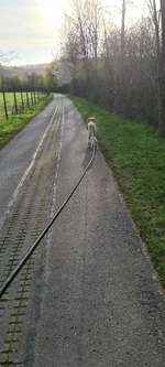 Hundeauslaufgebiet-Ahraue-Bild