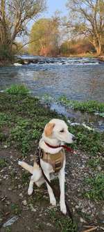 Hundeauslaufgebiet-Ahraue-Bild