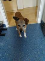 Chica ist blind und taub-Beitrag-Bild