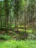 Hundeauslaufgebiet-Vöhringer Wald-Bild