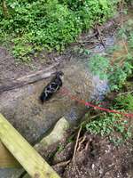 Hundeauslaufgebiet-Vöhringer Wald-Bild