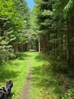 Hundeauslaufgebiet-Vöhringer Wald-Bild