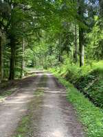 Hundeauslaufgebiet-Vöhringer Wald-Bild