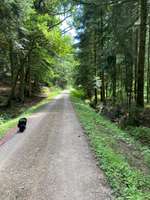 Hundeauslaufgebiet-Vöhringer Wald-Bild