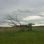 Hundeauslaufgebiet-Barhöft-Bild