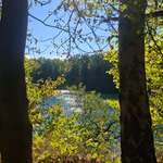 Hundeauslaufgebiet-Berglase/Kreidesee-Bild