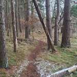 Hundeauslaufgebiet-Wendorf Wald-Bild