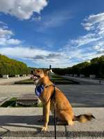 Abschied von jungen Seelenhunden-Beitrag-Bild