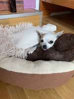 Hundesitter/ Tageshundemutter?-Beitrag-Bild