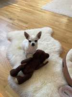 Hundesitter/ Tageshundemutter?-Beitrag-Bild