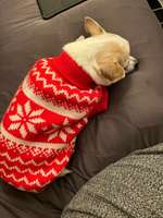 Hundesitter/ Tageshundemutter?-Beitrag-Bild