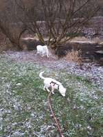 Hundeauslaufgebiet-Davosweg Pforzheim-Bild