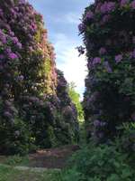 Hundeauslaufgebiet-Schloß Birlinghoven-Bild