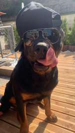 Den Hund vermenschlichen-Beitrag-Bild