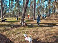 Hundeauslaufgebiet-Müggelheim/Große Krampe-Bild