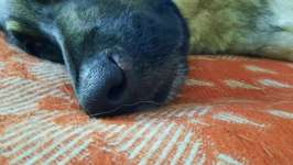 Hundenase - Wunde, Ekzem oder anderes?-Beitrag-Bild