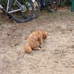 Tag 5 nach Op ist das normal?-Beitrag-Bild
