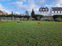 Hundeauslaufgebiet-Hundeplatz Orangerie-Bild