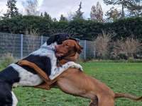 Hundeauslaufgebiet-Hundeplatz Orangerie-Bild