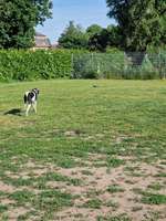 Hundeauslaufgebiet-Hundeplatz Orangerie-Bild