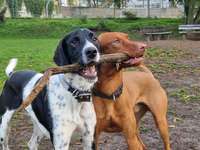 Hundeauslaufgebiet-Hundeplatz Orangerie-Bild