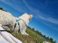Hundeauslaufgebiet-Kieswerk DMK Badesee Neuschwetzing-Bild
